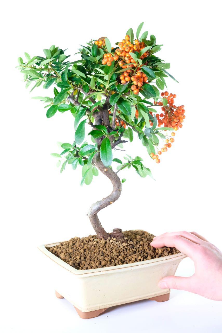 Pyracantha bonsai in cream pot