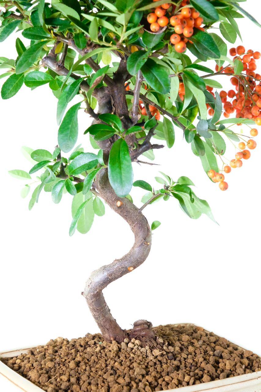 Elegant Flowering Pyracantha Bonsai with Striking Orange Berries