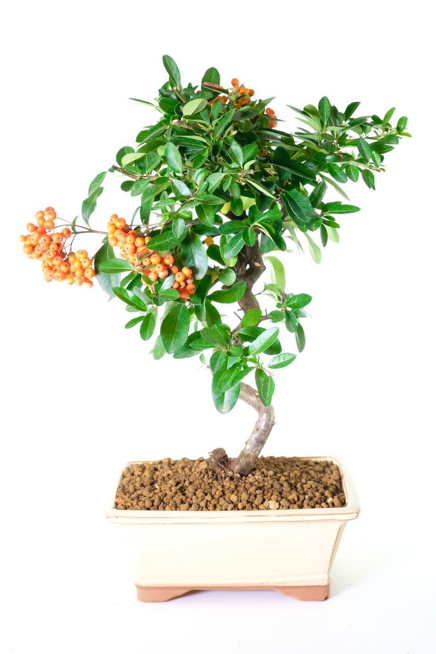 Evergreen Flowering Pyracantha with Orange Berries - Phenomenal design & styling