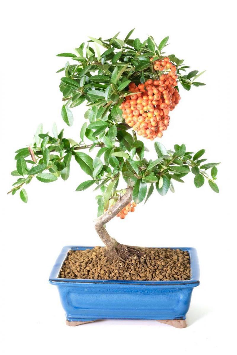 Firethorn outdoor bonsai - perfect for patio or garden