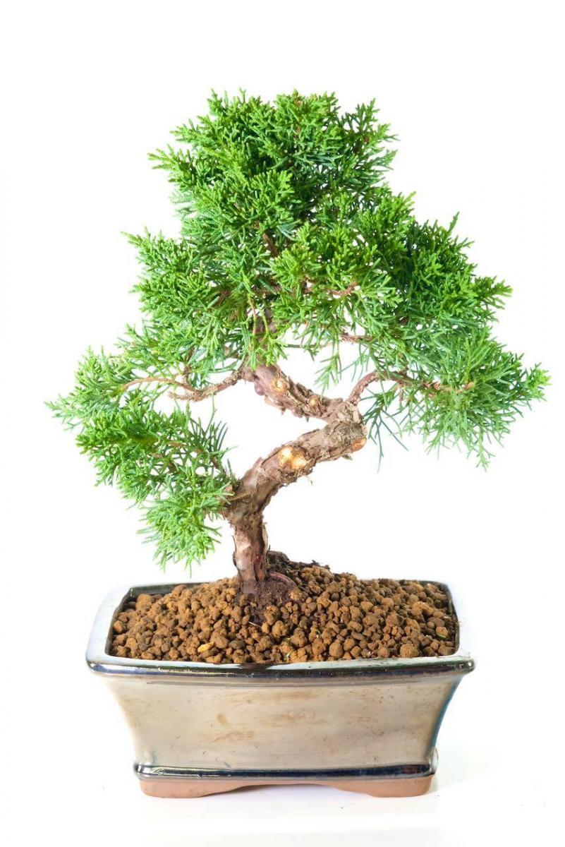 Chinese Juniper (Juniperus chinensis) Evergreen Bonsai Classic - Serpentine Trunk