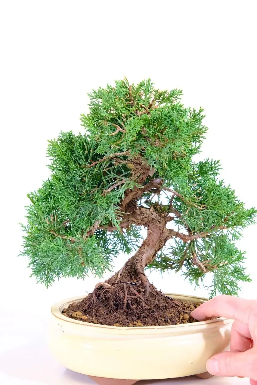 This bonsai has a very distinctive twisting shape