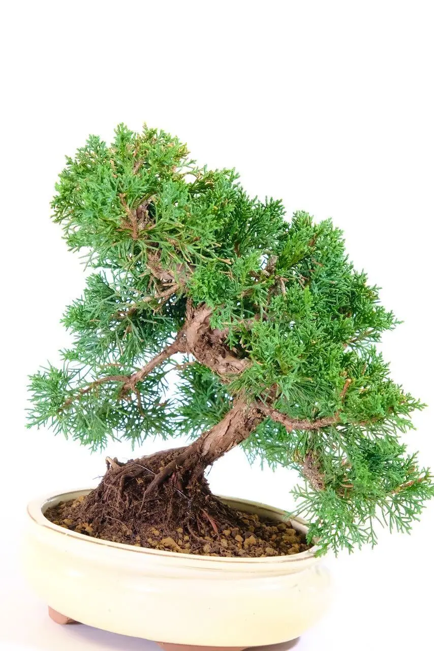 Magnificent Chinese Juniper Bonsai Tree | Hardy & Evergreen