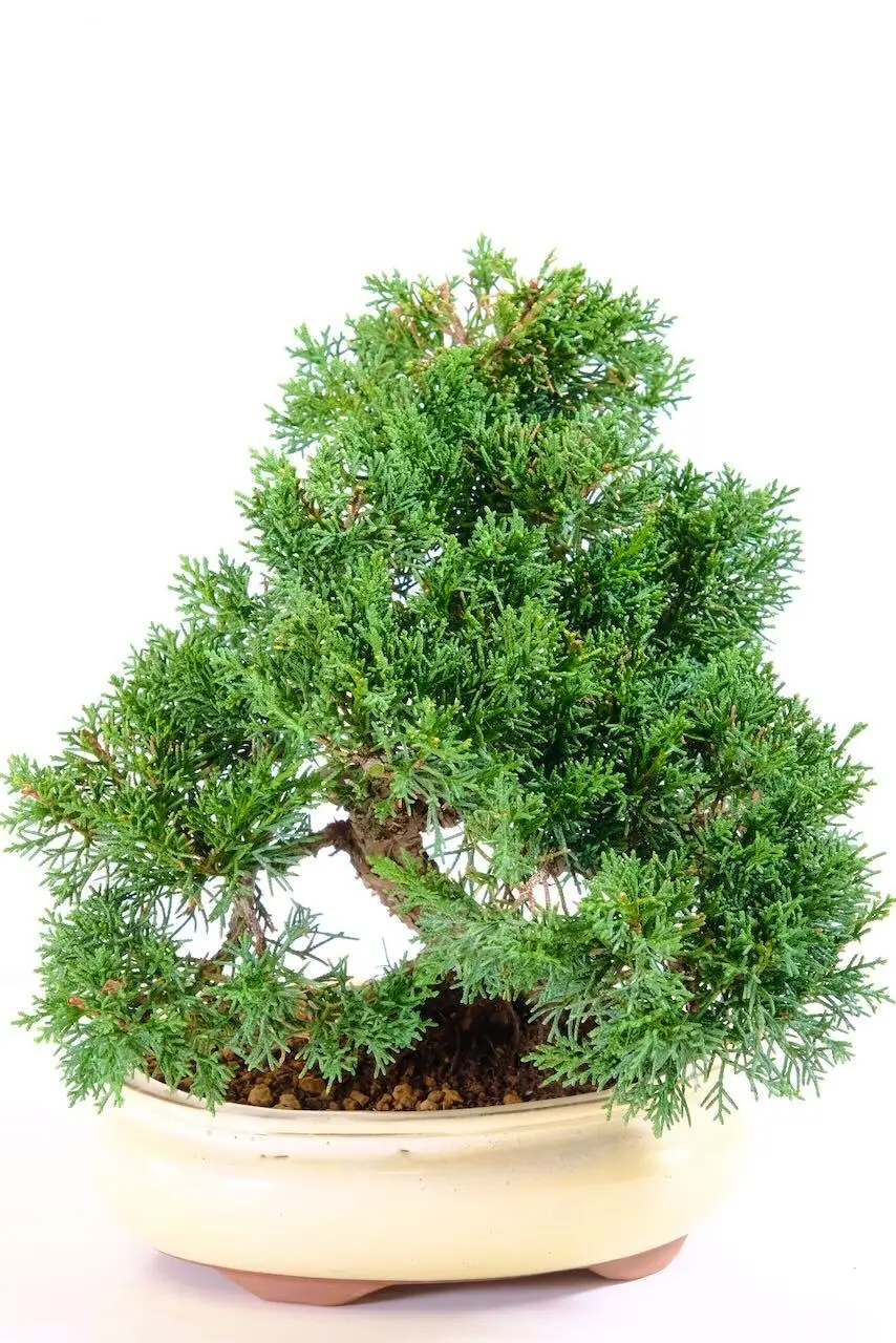 The beautiful evergreen foliage of the Chinese juniper bonsai tree