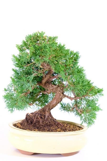 Magnificent Chinese Juniper Bonsai Tree | Hardy & Evergreen