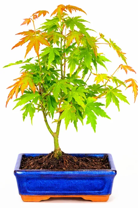 7-Year-Old Orange Dream Japanese Maple Bonsai – Outdoor Starter Bonsai