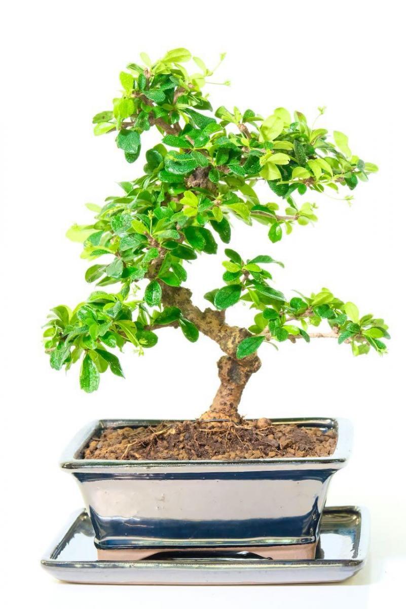 Top quality flowering indoor bonsai bargain.