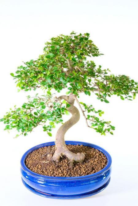 Spectacular Chinese Elm Bonsai Tree | Neat, Commanding Presence & Impressive Stature - 20 years