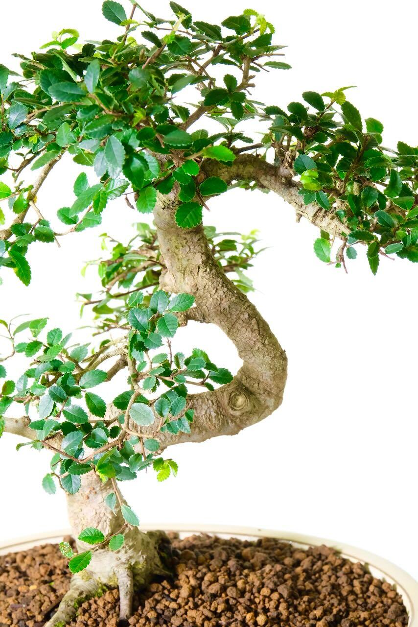 Excellent shaping and styling with textured bark and fantastic branch structure