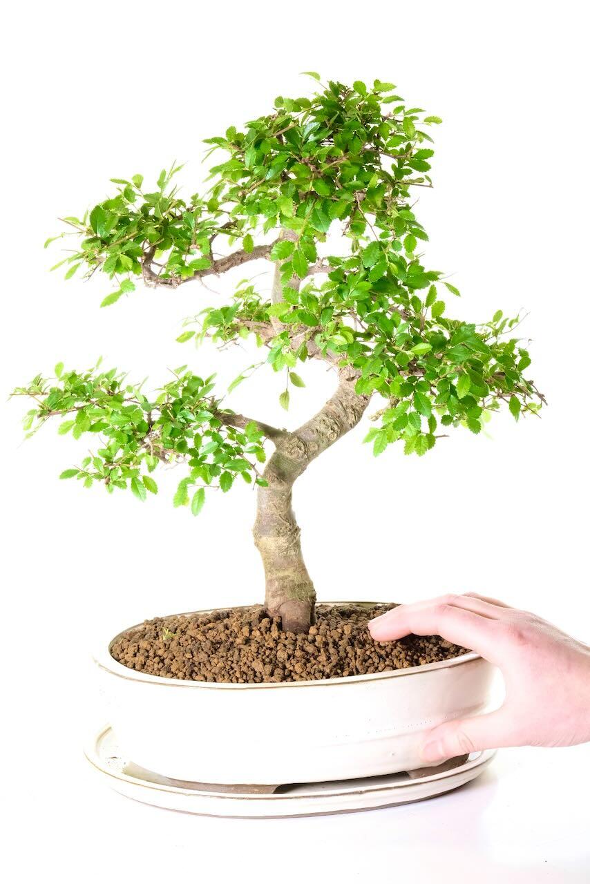 Larger Chinese Elm bonsai tree with free shipping to UK