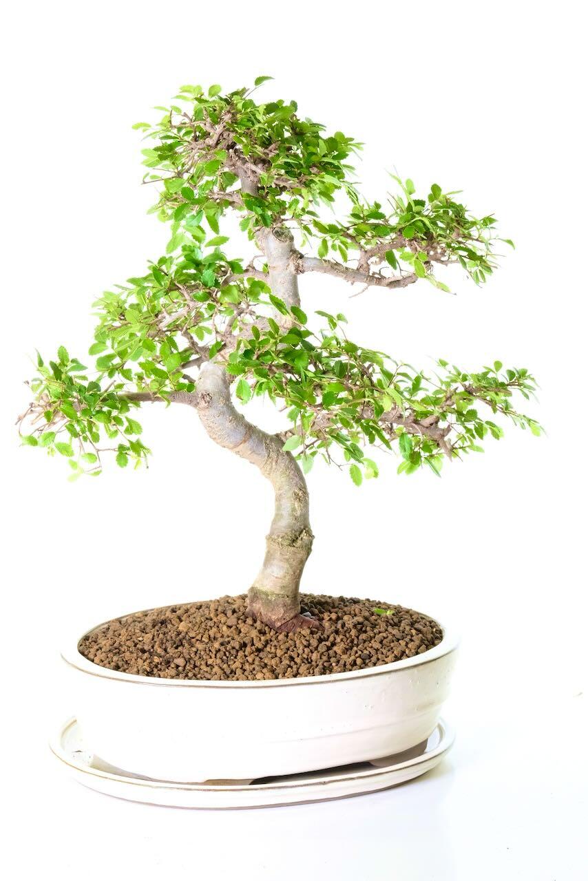 Twisty S-shape bonsai tree, perfect for beginners.