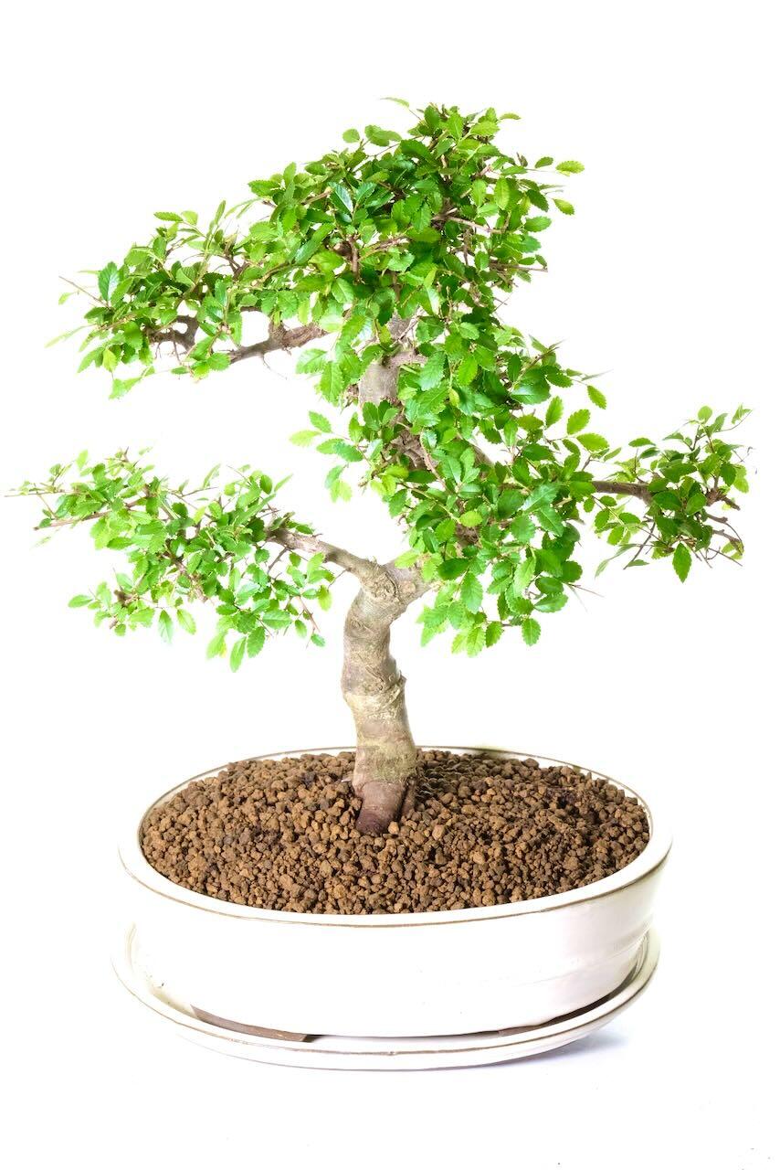 Beautiful bonsai for home or garden