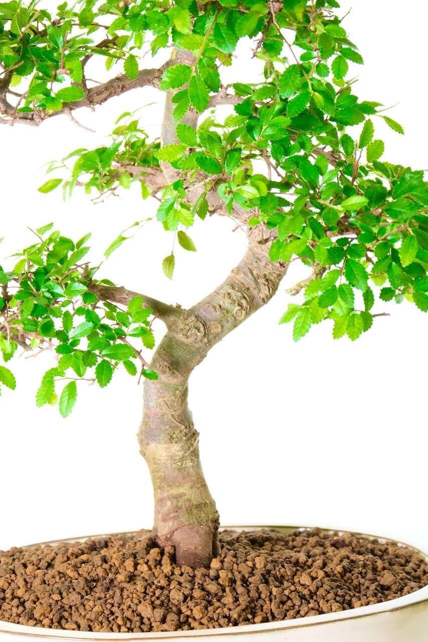 Now in sale! larger bonsai tree