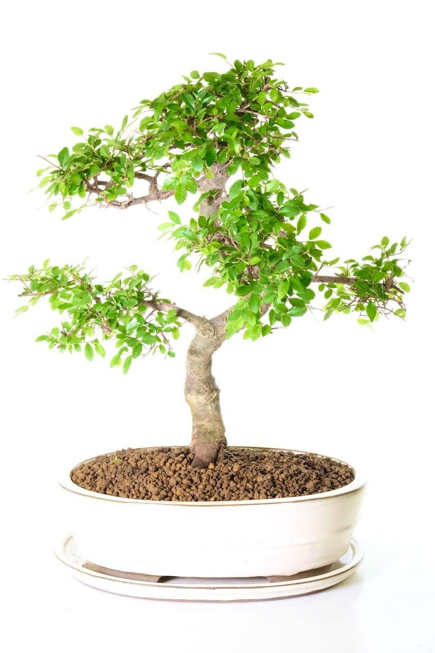 17 year old Chinese Elm bonsai tree in elegant cream ceramic pot with matching drip tray