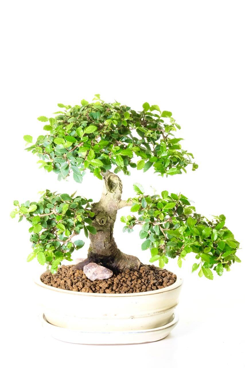 Come in and take a closer look - Specimen Chinese Elm Bonsai! - Bonsai ...