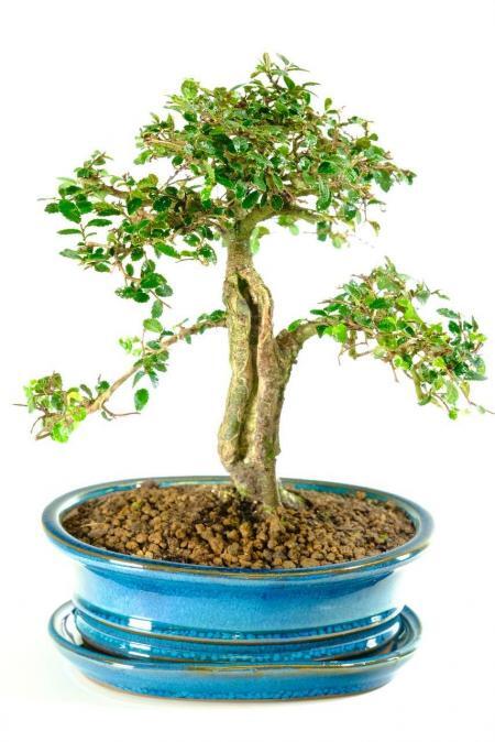 Supreme Chinese Elm Bonsai Tree with Stunning Hollowed Trunk Design 'Shari'- EXCELLENCE RANGE