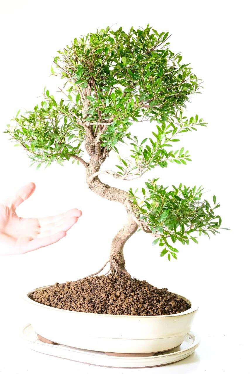 Comes potted in a cream banded ceramic pot with matching drip tray