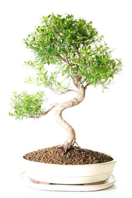 Phenomenally designed fruiting & flowering Roseapple / Myrtle bonsai tree for sale UK
