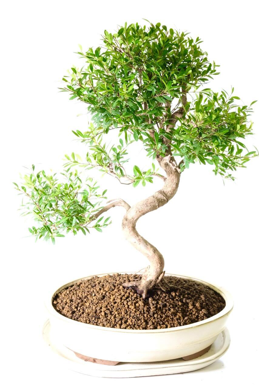 The trunk is beautifully curvaceous with red-toned bark and exposed roots at the base