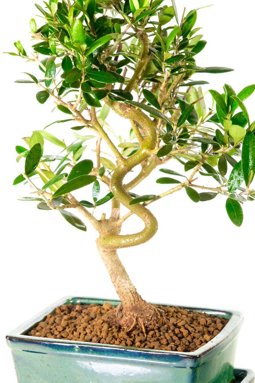 Dwarf Olive Bonsai Tree with Miniature Leaves