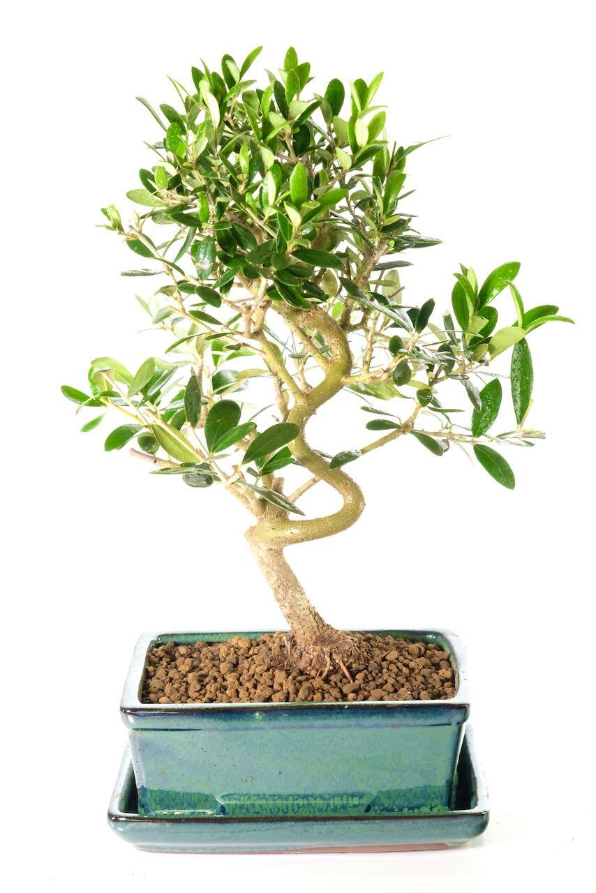 オリーブ盆栽 Olive Bonsai 盆栽】オリーブ OLIVE | BONSAI 鉄と山