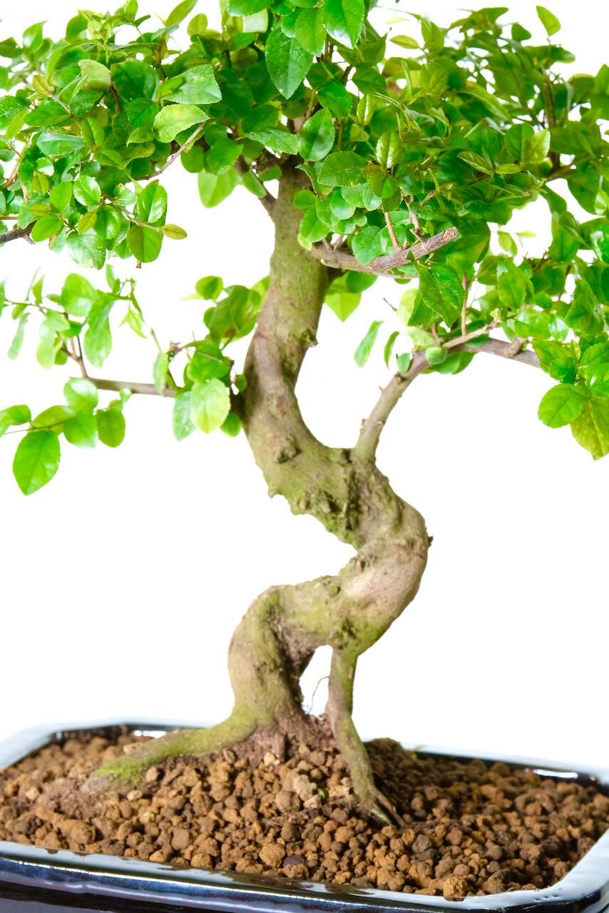 Fantastic shaping is displayed throughout the trunk