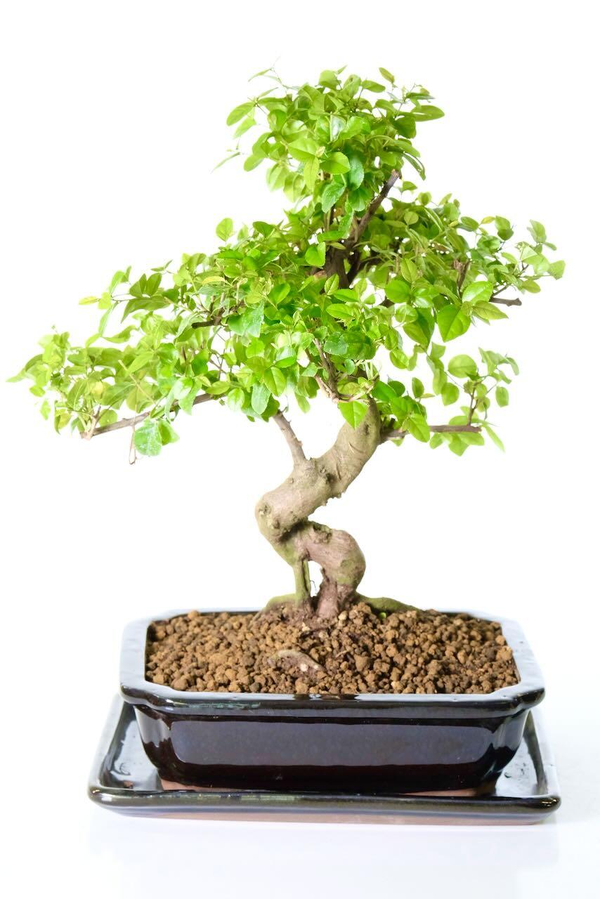 Impressive fruiting Chinese Sweet Plum bonsai tree for sale UK