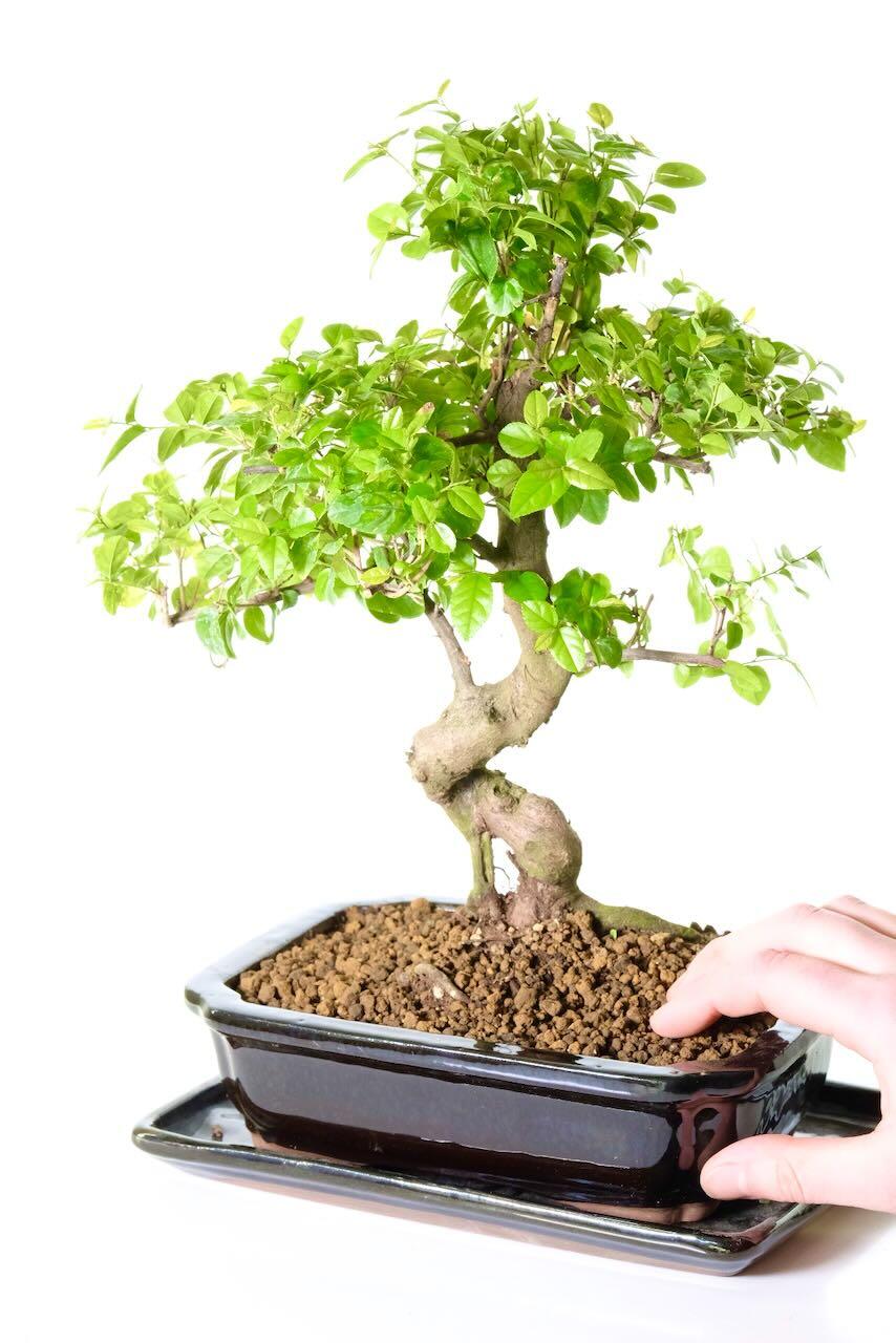 This bonsai has been beautifully designed and would make a wonderful gift!