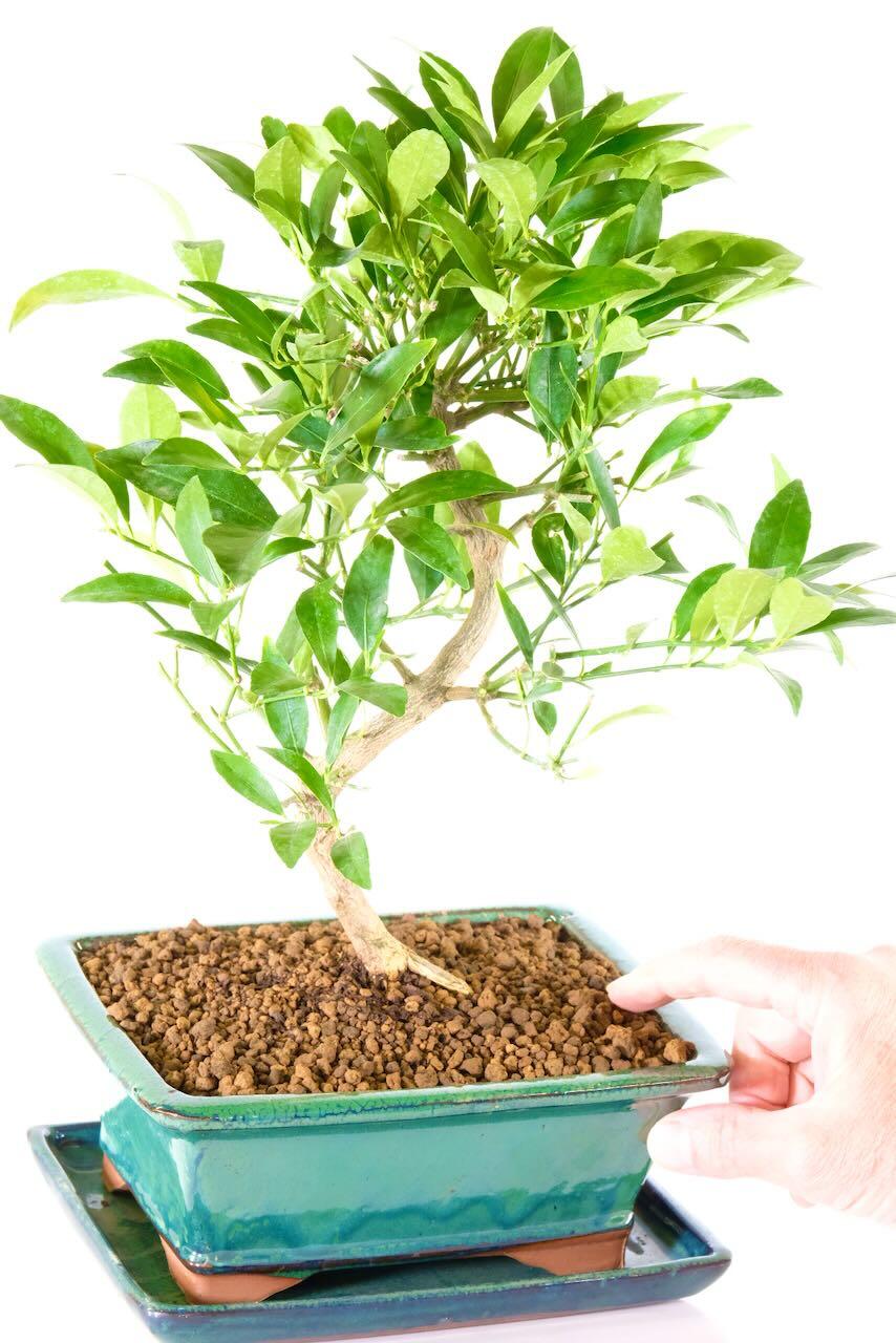Lemon Bonsai Tree – Citrus Limonquat (15 Years Old) for sale UK
