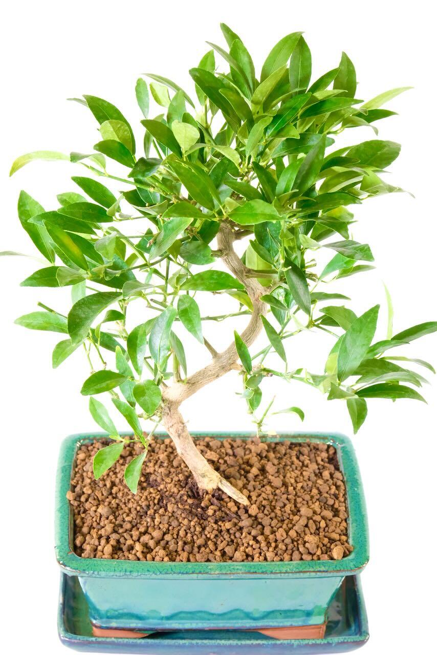Citrus Limonquat – 15-Year-Old Lemon Bonsai Tree