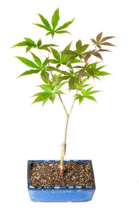 Striking Japanese Red Emperor Maple Bonsai Tree for sale UK
