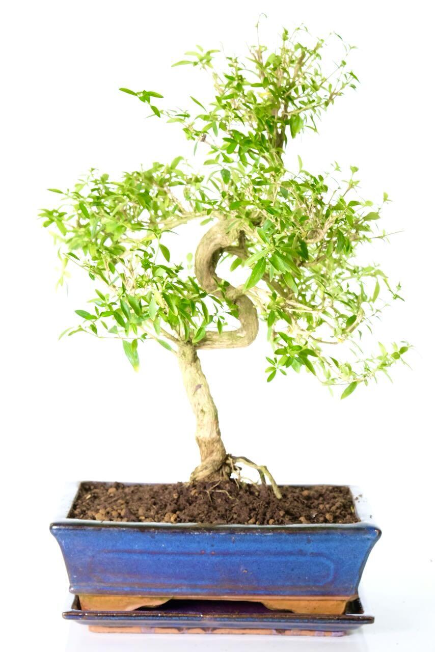 Flowering Snowrose Bonsai Tree | Highly Refined Curves