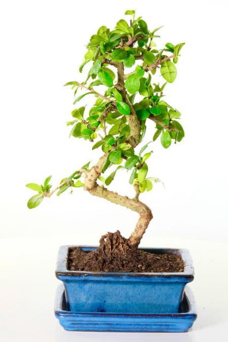 Pretty flowering Fukien Tea Tree bonsai trees for sale UK