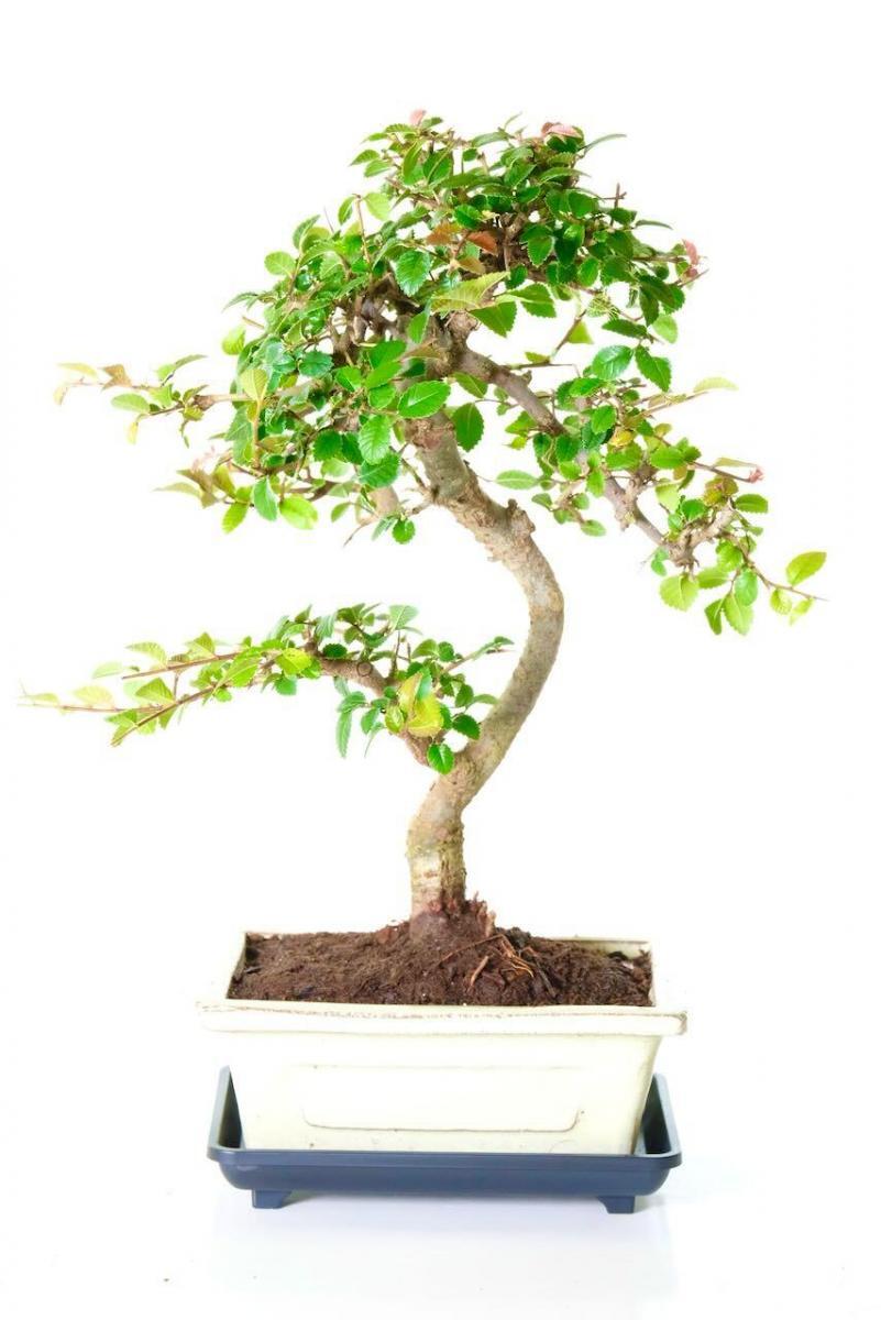 Winding Chinese Elm bonsai tree for sale UK