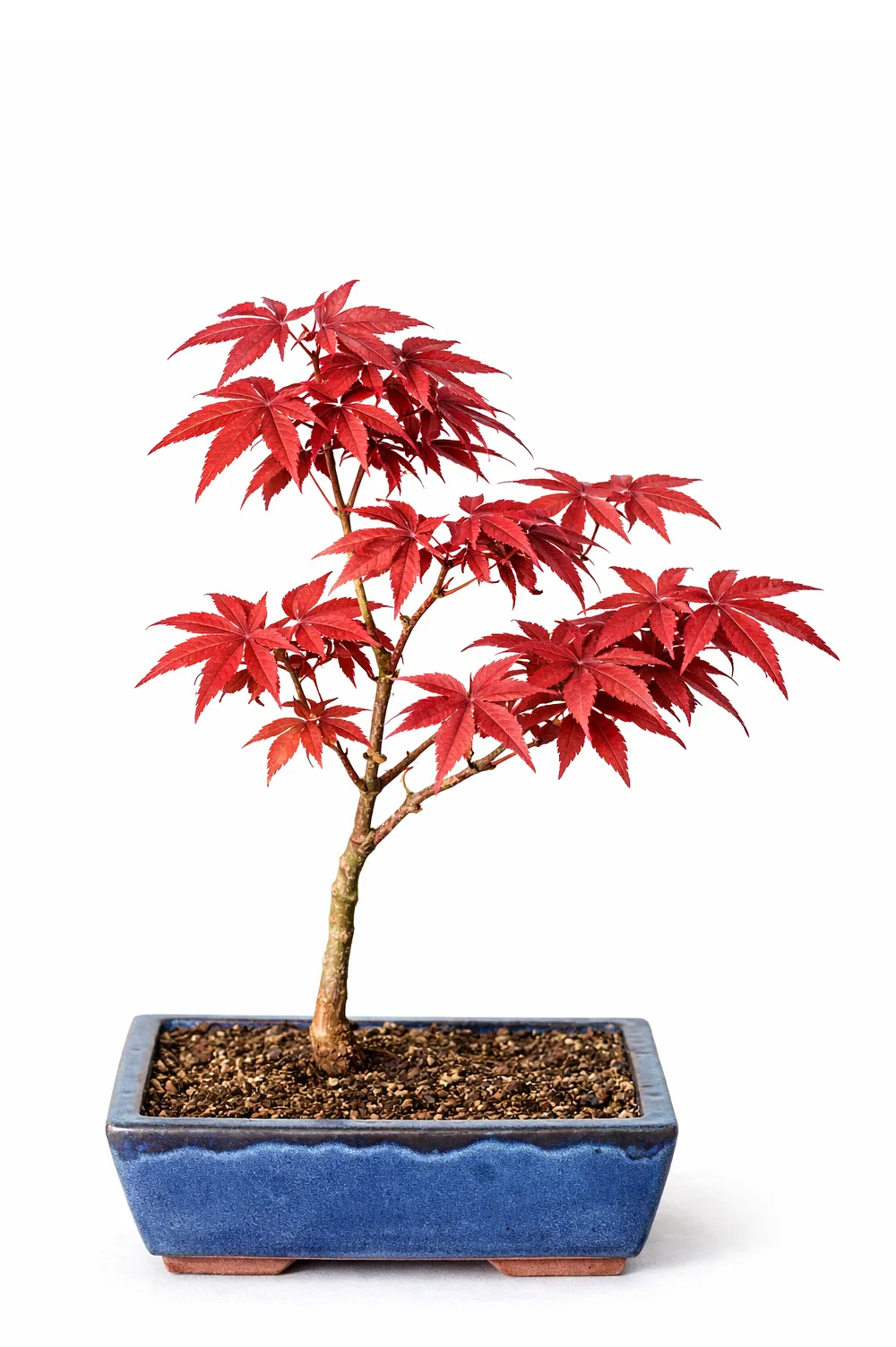 Shaina Maple Bonsai Tree (Acer palmatum ‘Shaina’) – 7 Years Old in Blue Pot
