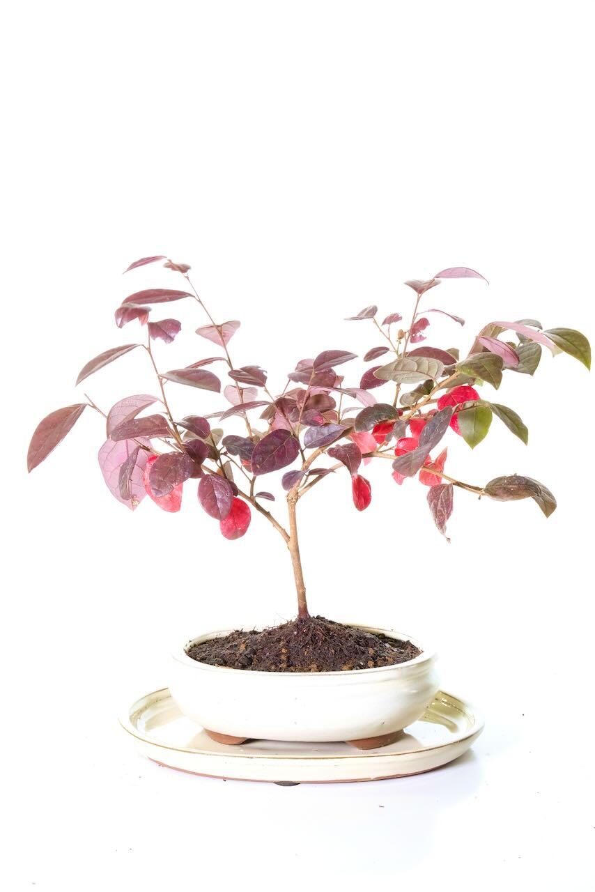 Loropetalum Bonsai Tree - Starter Flowering Tree, Fantastic Design
