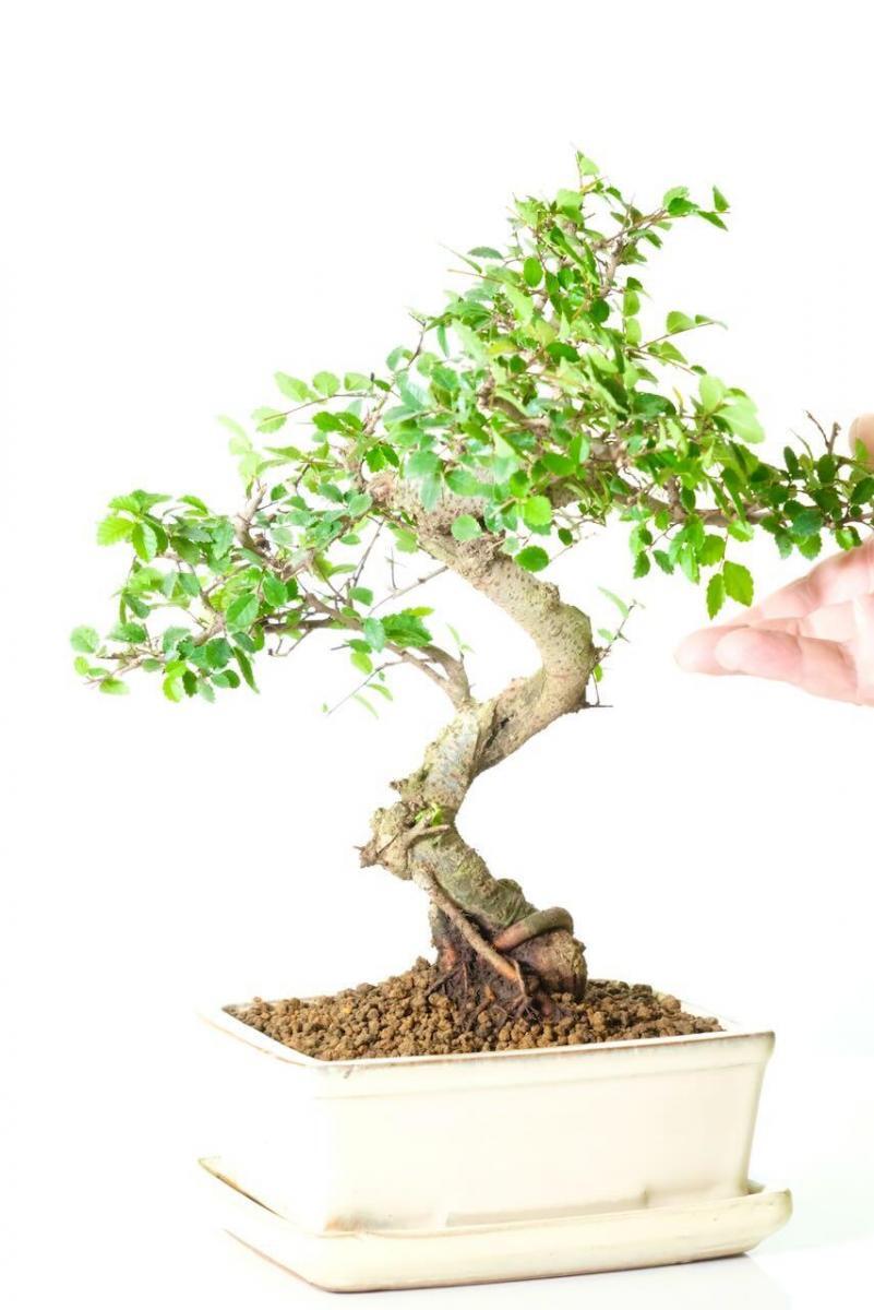 Very strong Twisty Chinese Elm | Black Friday Bonsai tree sale