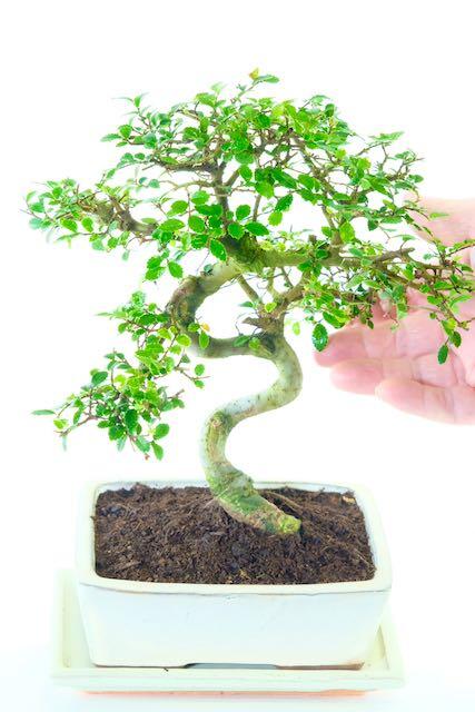 Uniquely Styled Chinese Elm Indoor Bonsai with Lush Foliage in Cream Pot | BLACK FRIDAY BONSAI BARGAIN