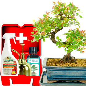 How do I save a bonsai tree?