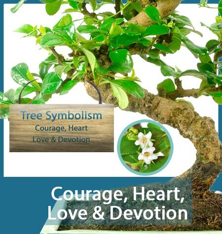 TREE SYMBOLISM
Courage, Heart, Love & Devotion