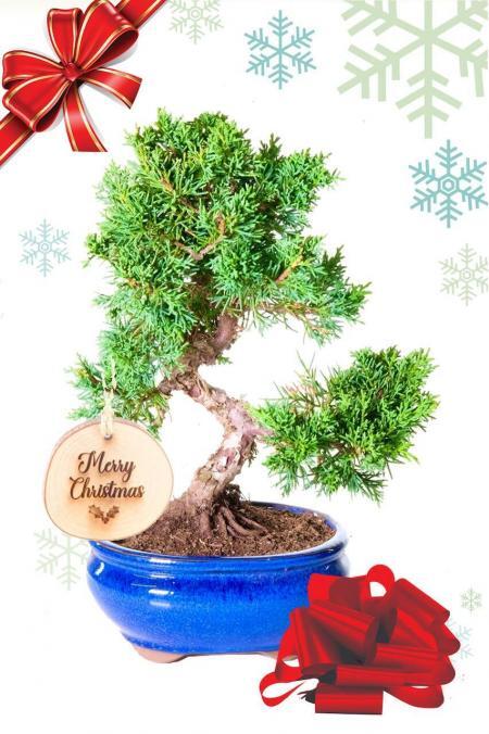 Dwarf Chinese Juniper Evergreen Bonsai Christmas Gift