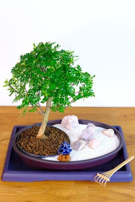 Zen Garden - Bonsai garden of Enlightenment