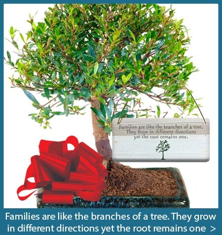Families are like the branches of a tree bonsai tree gifts with special meanings