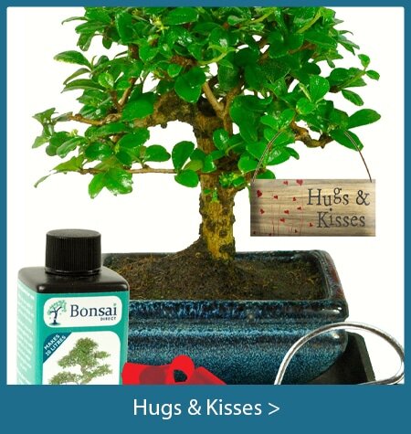 Hugs and kisses bonsai tree gifts with special meanings