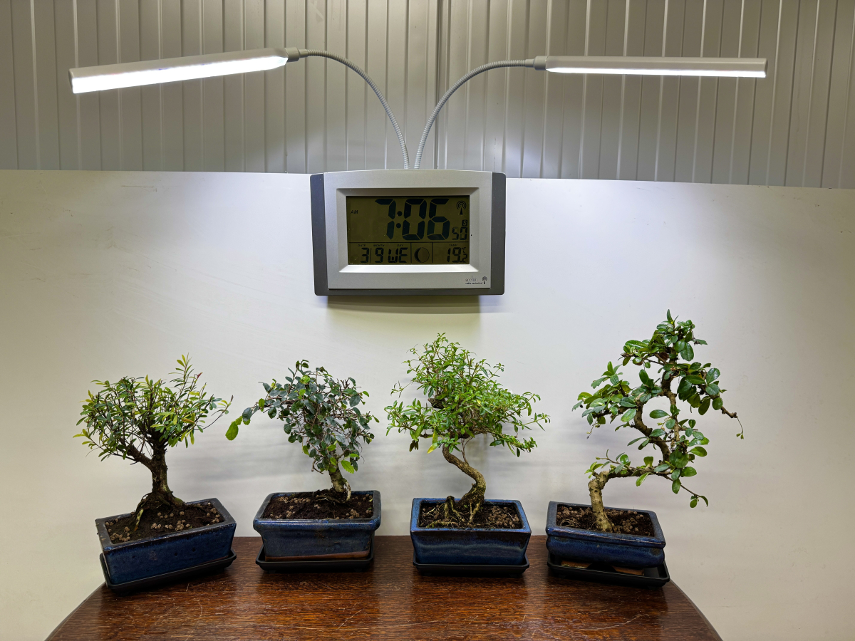 my four indoor bonsai trees beneath the grow light at the beginning for my 4 week experiment