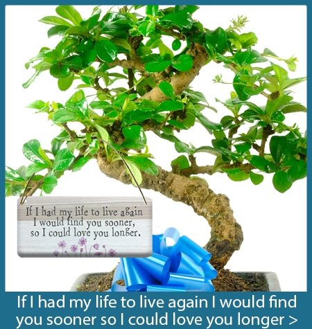 If I had my live to live again bonsai tree gifts with special meanings