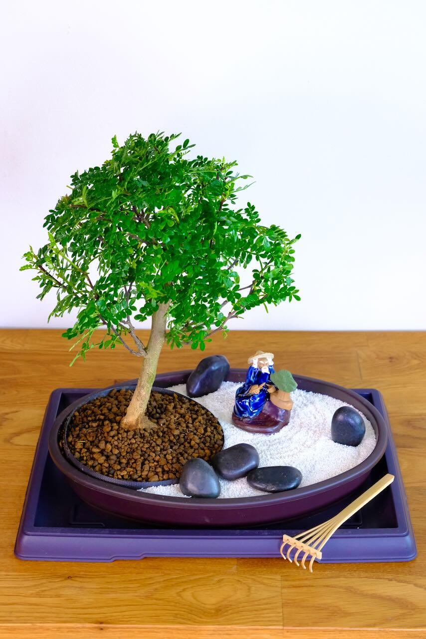 Zen garden with white sand, rake, polished rocks and figurine and indoor bonsai for beginners
