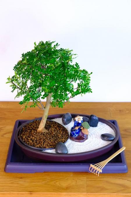 Zen Bonsai Garden - MINDFULNESS