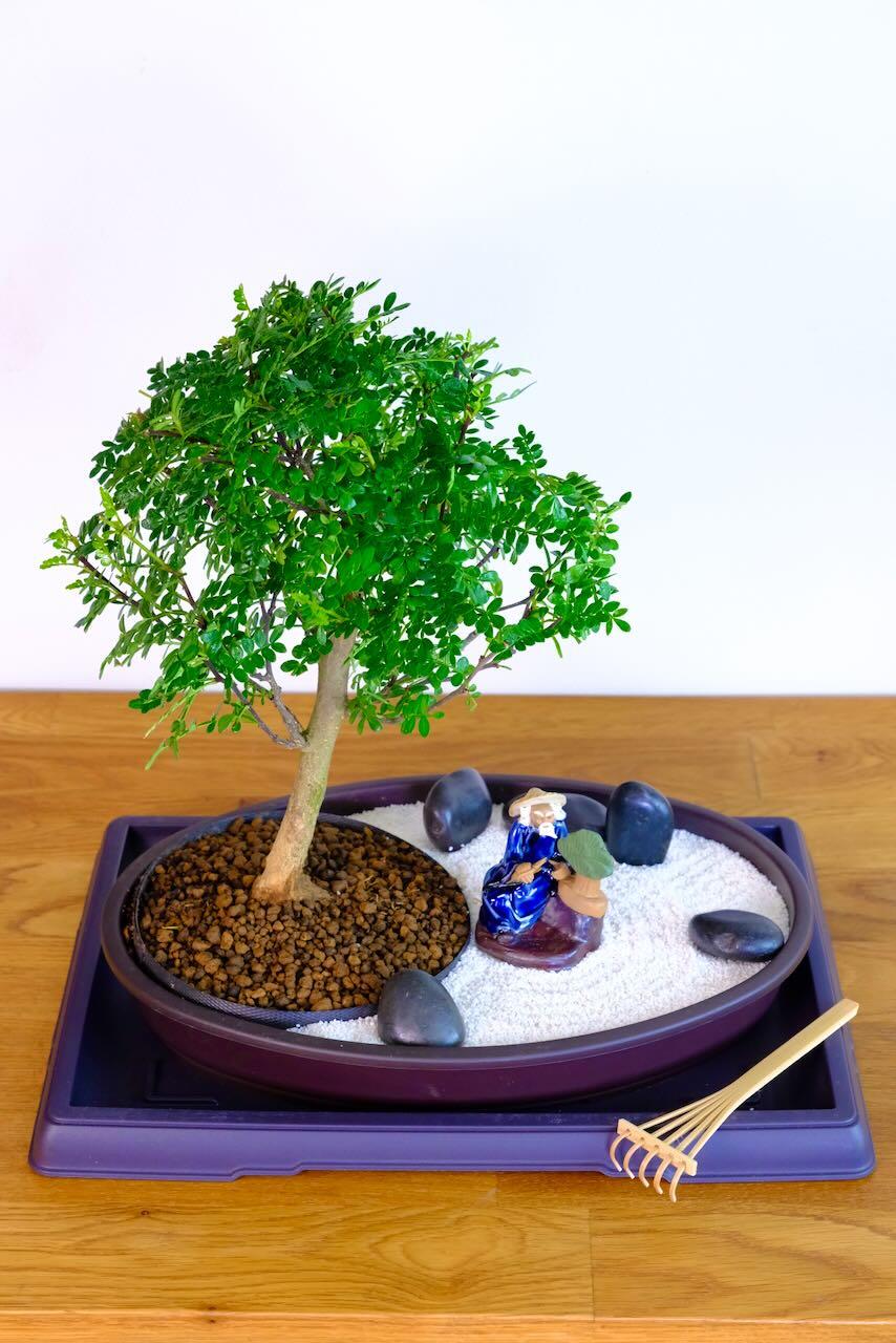 Zen Bonsai Garden - MINDFULNESS