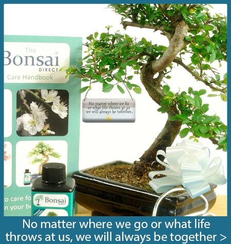 No matter where we go special bonsai tree gift with special meanings